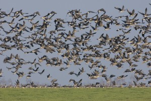 Greylag geese