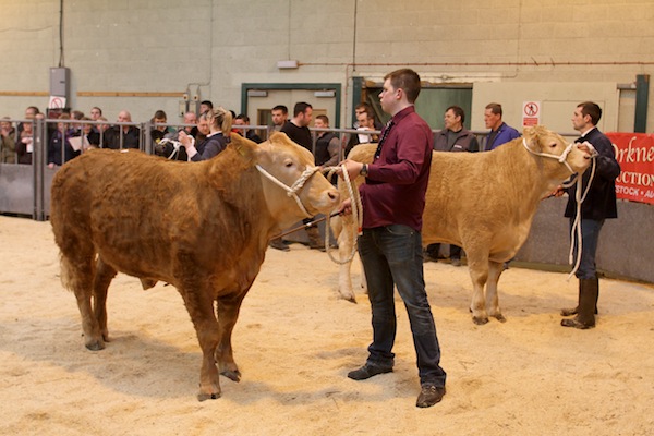 Competitors line up at this morning's Over-Wintering competition.