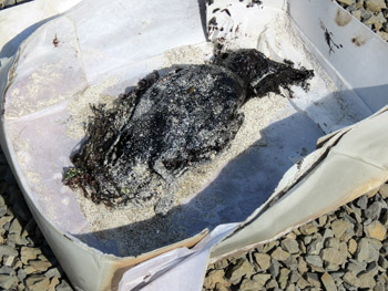 The oiled razorbill found in Papa Westray.