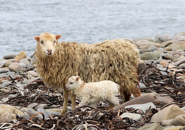 North Ronaldsay sheep on the beach, North Ronaldsay. 7/5/13 Tom O'Brien