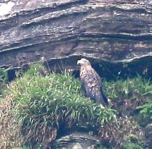 One of the two sea eagles in Hoy. (Christine Hall)