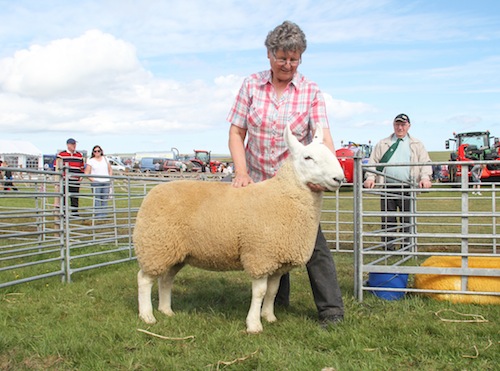 The champion sheep at this year's East Mainland Show. (www.theorcadianphotos.co.uk) Best Border Leicester Sheep in the show was this Ram Lamb owned by Jim Wilson, Tofts, St. Ola. 6/8/16 Tom O'Brien