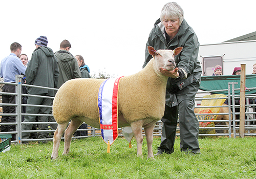 The overall sheep champion at this year's Dounby Show was a Charollais gimmer shown by A. & V. Copland, Overhouse, Harray, pictured with Vera Copland. (www.theorcadianphotos.co.uk)