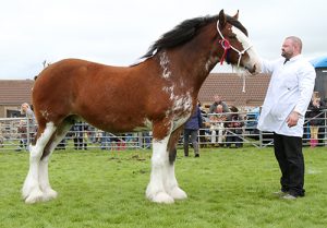 The 2016 County Show Champion horse, Snowdrop - owned by Ian Smith from Holm and shown by his son, Kevin.