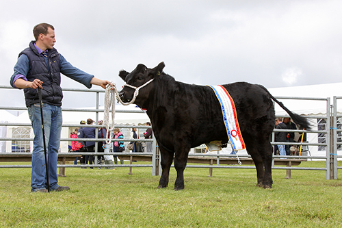 Shap show winner