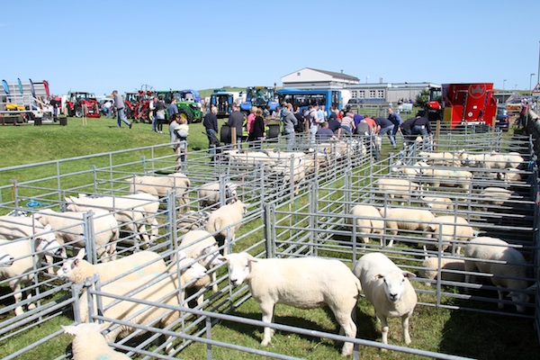 The Shapinsay Agricultural Associations Annual Show. 5/8/14 Tom O'Brien