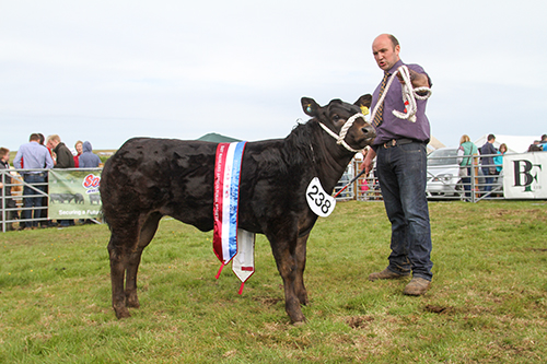 Balfour Baillie of Sebay Cottage, Tankerness, who took the cattle championship title with a February-born Limousin-cross heifer calf. (www.theorcadianphotos.co.uk)