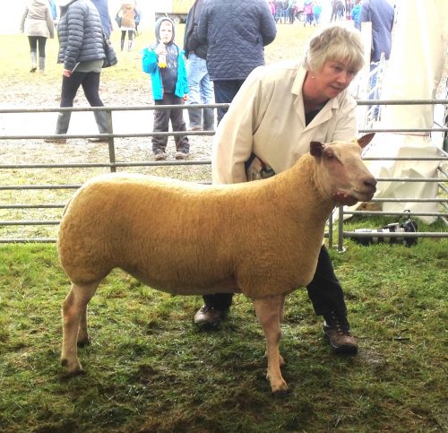 Vera Copland's Charollais gimmer won the County and Dounby Show supreme sheep title.