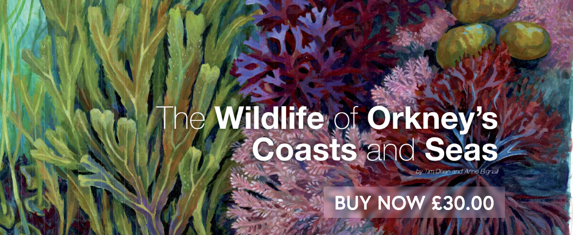 The Wildlife of Orkney's Coasts and Seas Buy Now