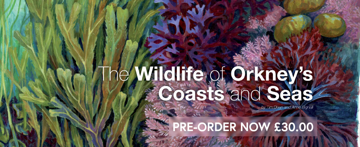 The Wildlife of Orkney's Coasts and Seas Preorder