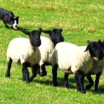 Orkney's first sheepdog trials in a decade take place tomorrow, Sunday.