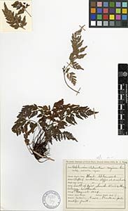 Celebrating the botanist from the Bu