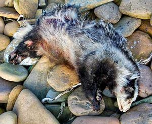 Stranger on our shores…