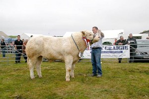 Biggings bull is best in the yard