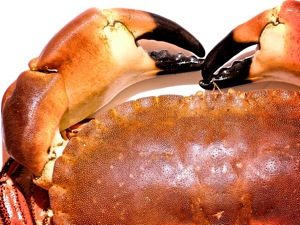 Clarification sought on seafood compensation scheme details