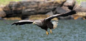 Sea eagles nesting in Orkney after 142 year absence