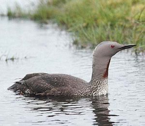 Red-throated diver webcam goes live