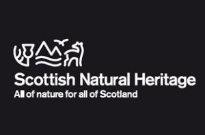 Stoat sighted in Sanday