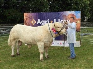 Biggings bull is supreme cattle champion