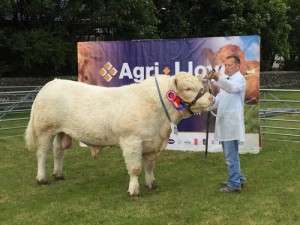 Biggings bull is supreme cattle champion