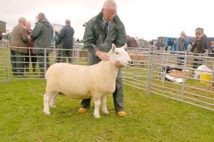 Cheviot ewe is Dounby’s sheep champion