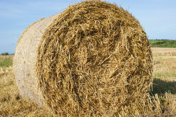Charity auction of straw to take place at mart - The Orcadian Online