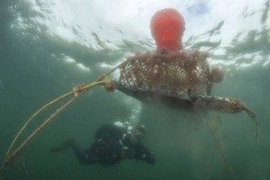 Lost fishing gear being recovered from Scapa Flow