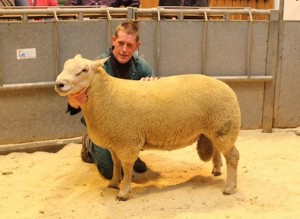 Muce shearling takes top ram prize