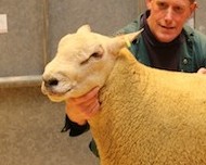 Muce shearling takes top ram prize