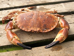 Protected status bid for Orkney crab brand