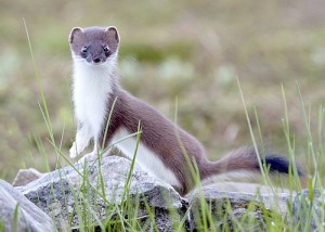 Further plans to tackle stoat problem