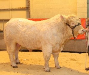 Breeding Bulls on show