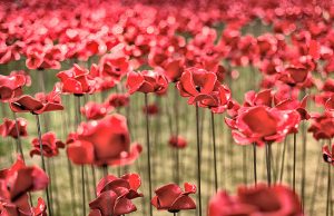Tremendous response for poppies volunteers