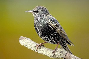 Take some time out for the Big Garden Birdwatch