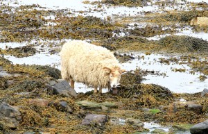 North Ronaldsay aims for protected status for wool and mutton
