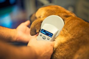 Microchip your dog — the law changes tomorrow
