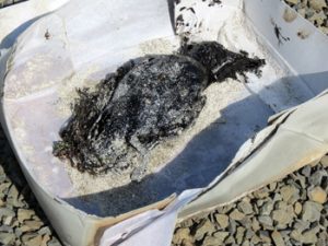 Mystery over oiled seabirds . . .