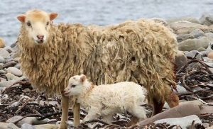 Applications open for Scottish Beach Awards
