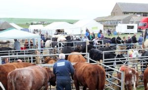 East Mainland Show cancelled for 2021
