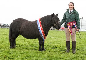 Millquoy Jade named Dounby Show Champion