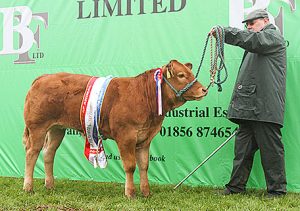 Cattle champion and reserve titles go to Upper Onston