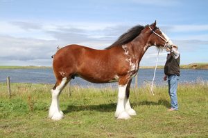 Downhill Snowflake is the East Mainland Show Champion