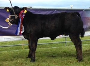 Seaview calf is Sanday’s Champion of the Yard