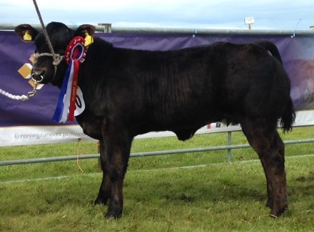 Seaview calf is Sanday’s Champion of the Yard
