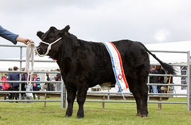 Double win for Odinstone at Shapinsay Show