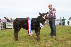 East Mainland cattle championship goes to Balfour Baillie