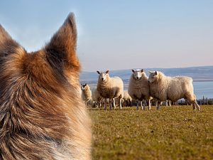 Owners urged to keep dogs under control around livestock