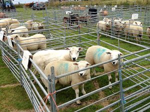 Sanday Show gets under way