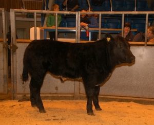Upper Braebuster calves take the top spots at OLA show