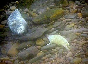 Sanday Sealcam is back online